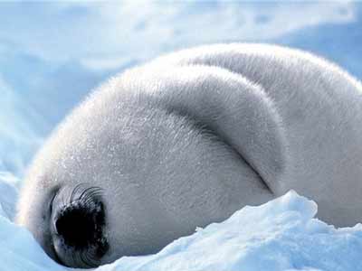 超肥胖的可爱动物