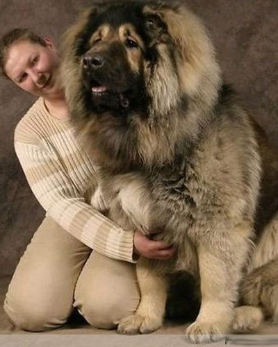 狮子素材图片17jpg,800x580,137kb,345_250中国藏獒已成过去 十大恶犬